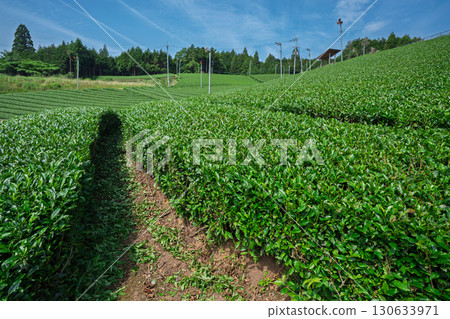 Lush tea fields and cherry blossoms photographed in Ujitawara Town, Tsuzuki District, Kyoto Prefecture Lush tea fields and cherry blossoms photographed in Ujitawara Town, Tsuzuki District, Kyoto Prefecture 130633971