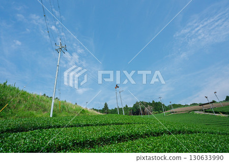Lush tea fields and cherry blossoms photographed in Ujitawara Town, Tsuzuki District, Kyoto Prefecture 130633990