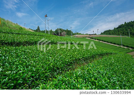 Lush tea fields and cherry blossoms photographed in Ujitawara Town, Tsuzuki District, Kyoto Prefecture 130633994