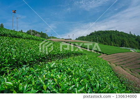 Lush tea fields and cherry blossoms photographed in Ujitawara Town, Tsuzuki District, Kyoto Prefecture Lush tea fields and cherry blossoms photographed in Ujitawara Town, Tsuzuki District, Kyoto Prefecture 130634000