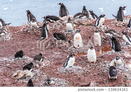 Gentoo colony at Danco Island 130634161