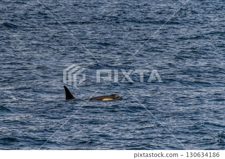 Killer whales in the Antarctic 130634186