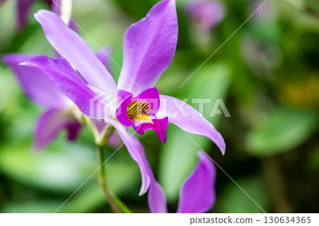 Orchid flower 130634365