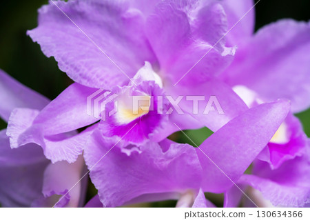 Cattleya flowers 130634366