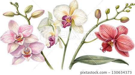 Watercolor Orchids 130634373