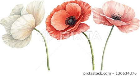 Watercolor Poppies Watercolor Poppies 130634376