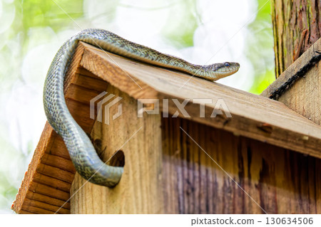 Japanese rat snakes burglarize nests to steal eggs 130634506