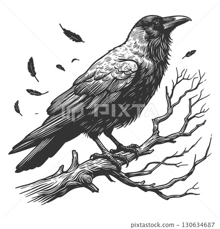 raven perched on branch vector illustration raven perched on branch vector illustration 130634687