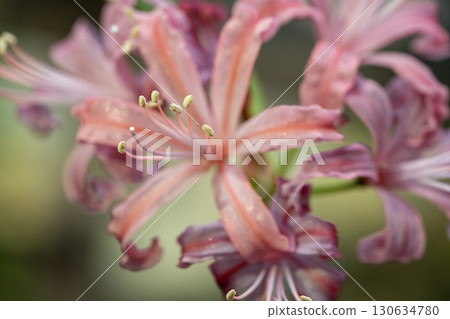Diamond lily flower (Nerine) 130634780