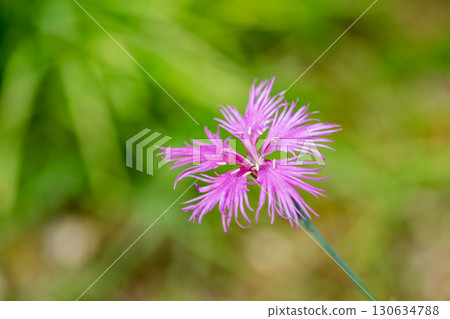 Pink dianthus flowers (close-up) 130634788
