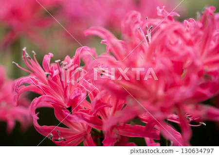 粉色Nerine 130634797