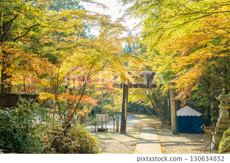 Autumn leaves and torii gate at Oyada Shrine in Mino City, Gifu Prefecture 130634852