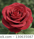 一朵紅玫瑰 130635087