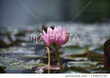The soft pink water lily gracefully rises from the water, displaying its delicate beauty in nature. 130635283