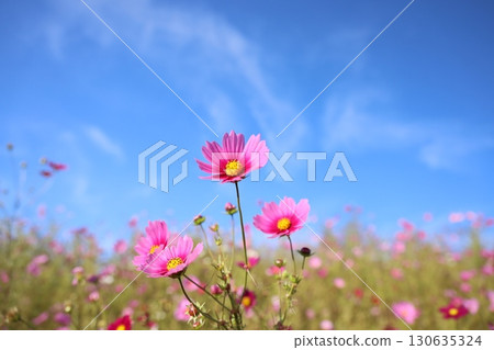 波斯菊秋天櫻花秋天 波斯菊秋天櫻花秋天 130635324