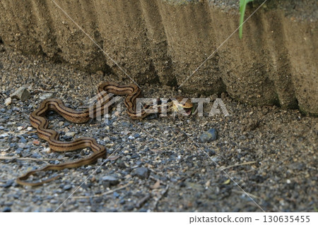A Japanese striped snake swallowed a frog A Japanese striped snake swallowed a frog 130635455