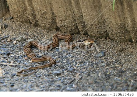 A Japanese striped snake swallowed a frog A Japanese striped snake swallowed a frog 130635456