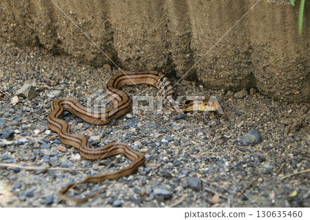 A Japanese striped snake swallowed a frog 130635460