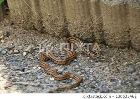 A Japanese striped snake swallowed a frog A Japanese striped snake swallowed a frog 130635462