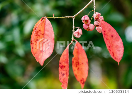 Mayumi 紅色漿果和秋葉 Mayumi 紅色漿果和秋葉 130635514