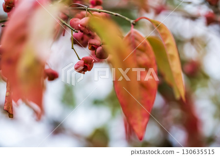 Red Mayumi fruit and autumn leaves 130635515