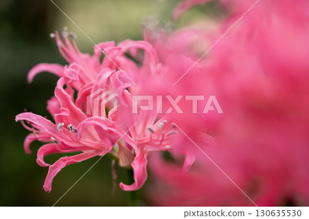 粉色Nerine 130635530