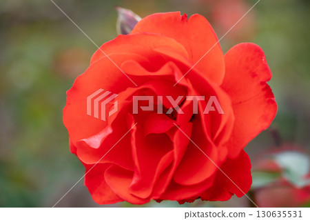 一朵紅玫瑰 130635531