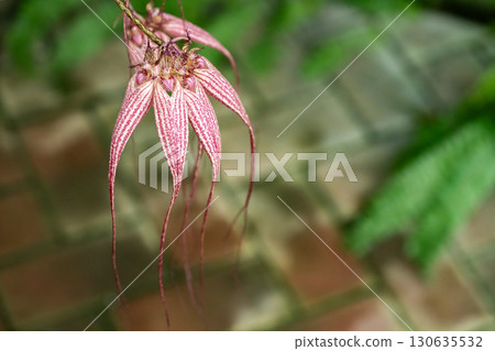 Bulbophyllum Lewisander 130635532