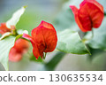 紅色九重葛花 130635534