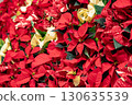 紅色一品紅 130635539