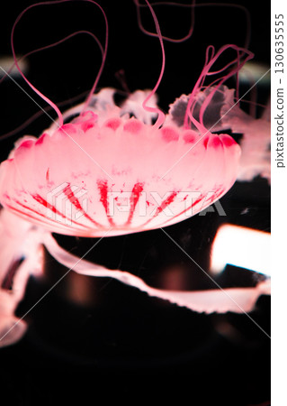 漂浮在水族館的水母 130635555