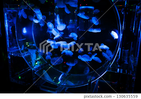 A fantastical aquarium scene with glowing blue jellyfish dancing A fantastical aquarium scene with glowing blue jellyfish dancing 130635559