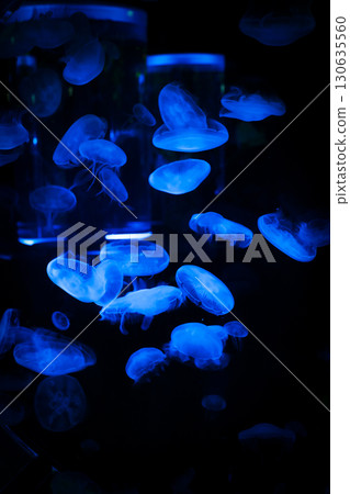 Blue jellyfish Blue jellyfish 130635560