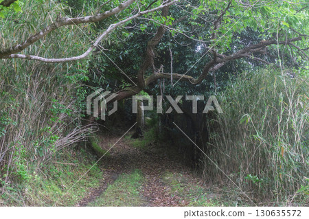 Yamashiro Kodo Trail, a road through the satoyama landscape of Kizugawa City, Kyoto Prefecture Yamashiro Kodo Trail, a road through the satoyama landscape of Kizugawa City, Kyoto Prefecture 130635572