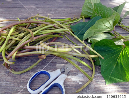 Photo of harvesting sweet potato vines for simmering and stir-frying Photo of harvesting sweet potato vines for simmering and stir-frying 130635615