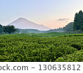 清晨，透過茶田望去，可以看到富士山 130635812
