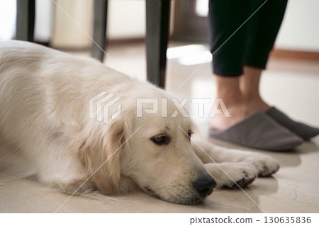 Golden retriever snuggling at owner's feet Golden retriever snuggling at owner's feet 130635836