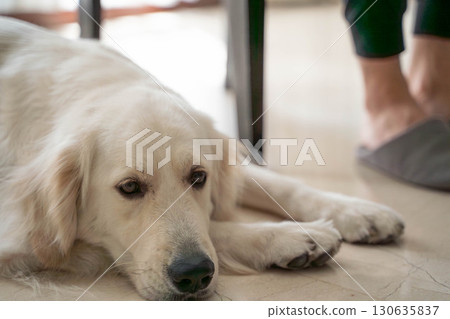 Golden retriever snuggling at owner's feet Golden retriever snuggling at owner's feet 130635837