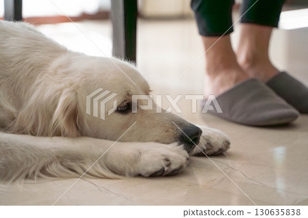Golden retriever snuggling at owner's feet Golden retriever snuggling at owner's feet 130635838
