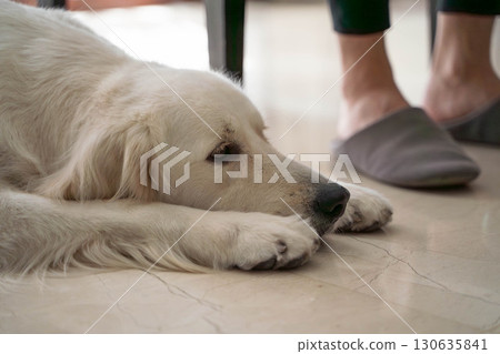 黃金獵犬依偎在主人的腳邊 130635841