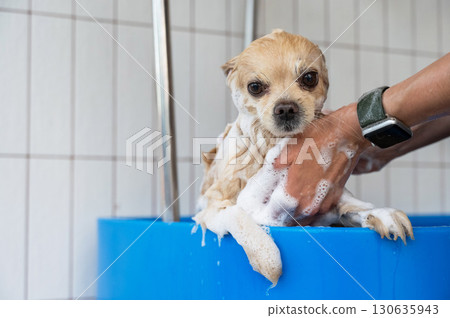 Cute Pomeranian at the grooming. Dog in the shower.  130635943