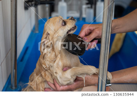 Cute Pomeranian at the grooming. Dog in the shower. Cute Pomeranian at the grooming. Dog in the shower. 130635944