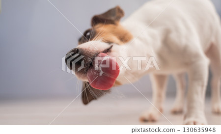 Jack Russell Terrier Dog Licking Glass. Jack Russell Terrier Dog Licking Glass. 130635948