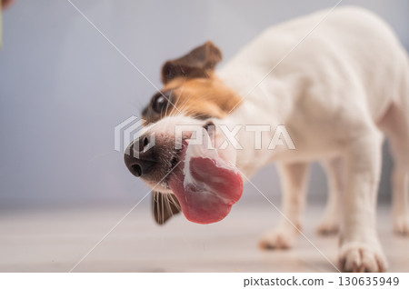 Jack Russell Terrier Dog Licking Glass. Jack Russell Terrier Dog Licking Glass. 130635949