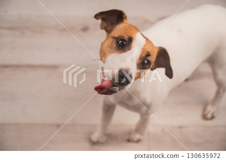 Jack Russell Terrier Dog Licking Glass. Jack Russell Terrier Dog Licking Glass. 130635972