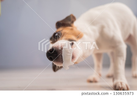 Jack Russell Terrier Dog Licking Glass. Jack Russell Terrier Dog Licking Glass. 130635973