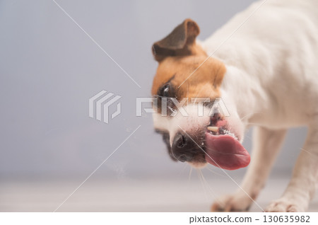 Jack Russell Terrier Dog Licking Glass.  130635982