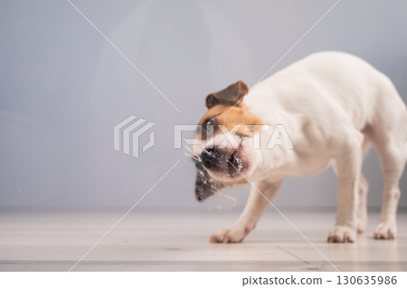 Jack Russell Terrier Dog Licking Glass. Jack Russell Terrier Dog Licking Glass. 130635986