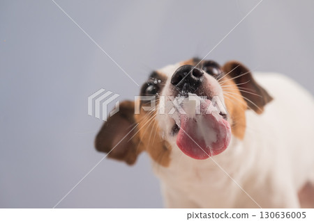 Jack Russell Terrier Dog Licking Glass.  130636005