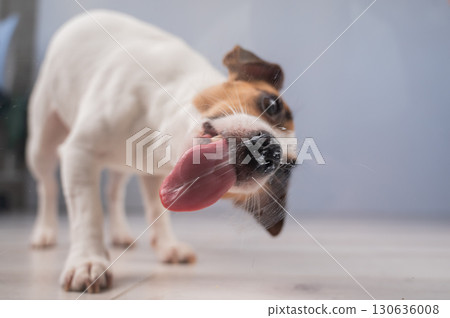 Jack Russell Terrier Dog Licking Glass.  130636008